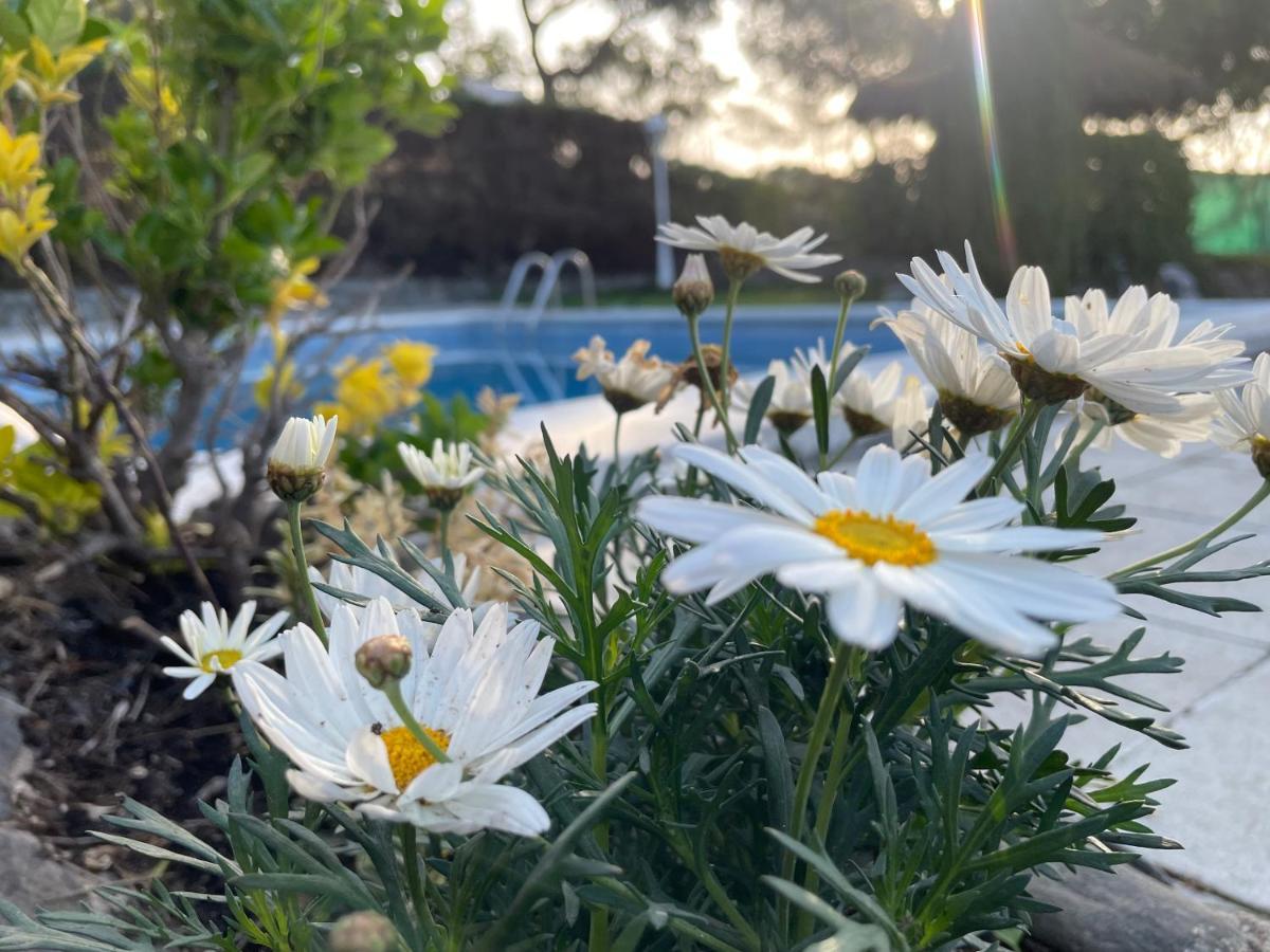 Villa Herlinda Costa Brava - With Swiming Pool Massanet De La Selva Dış mekan fotoğraf